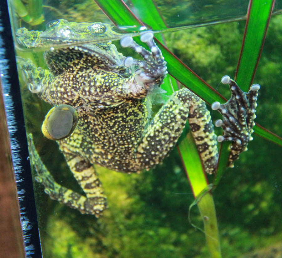 Walking at the Long Beach Aquarium 5/25/2016