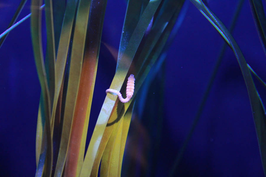 Walking at the Long Beach Aquarium 5/25/2016