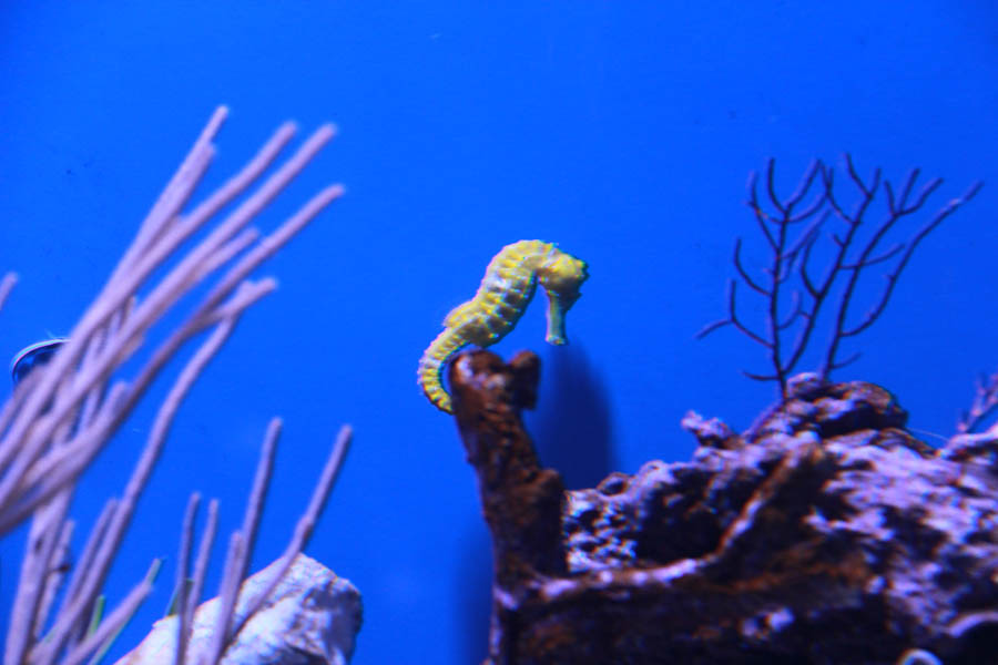 Walking at the Long Beach Aquarium 5/25/2016