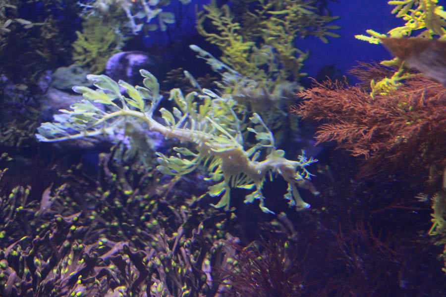 Walking at the Long Beach Aquarium 5/25/2016