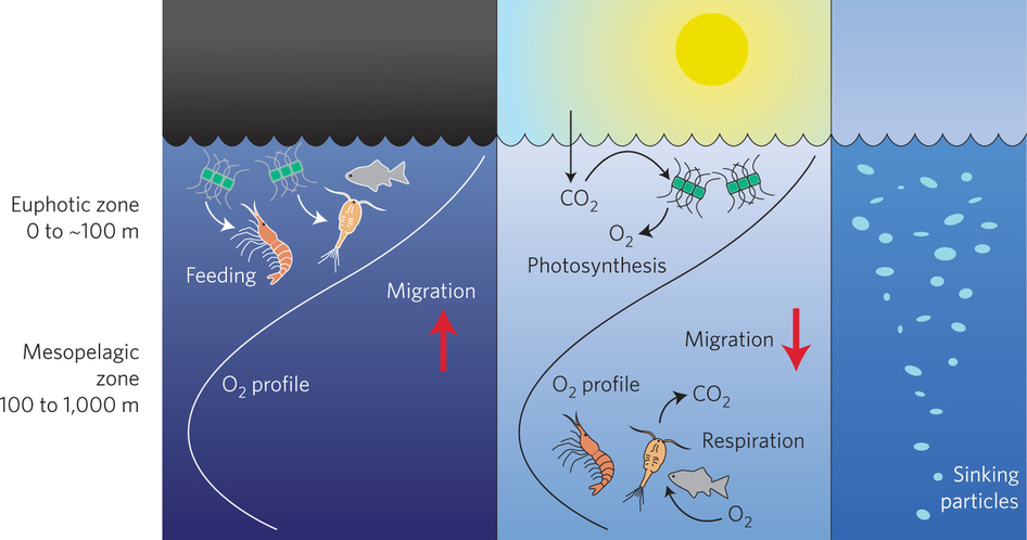 Sea animal migration