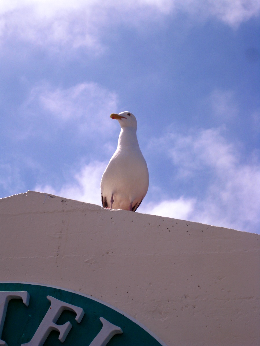 Pre dinner cavorting up on the roof