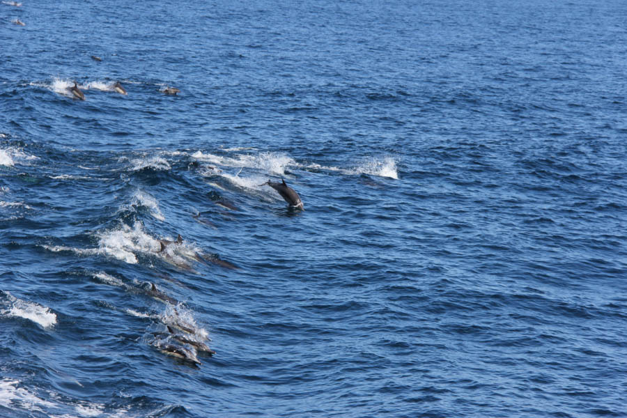 Anniversary trip to Catalina 3/24/2017