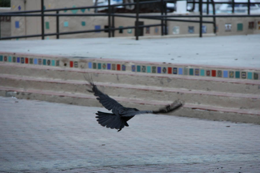 Saturday early morning walk on Avalon's main drag