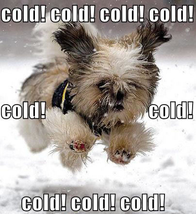 Cold pooch