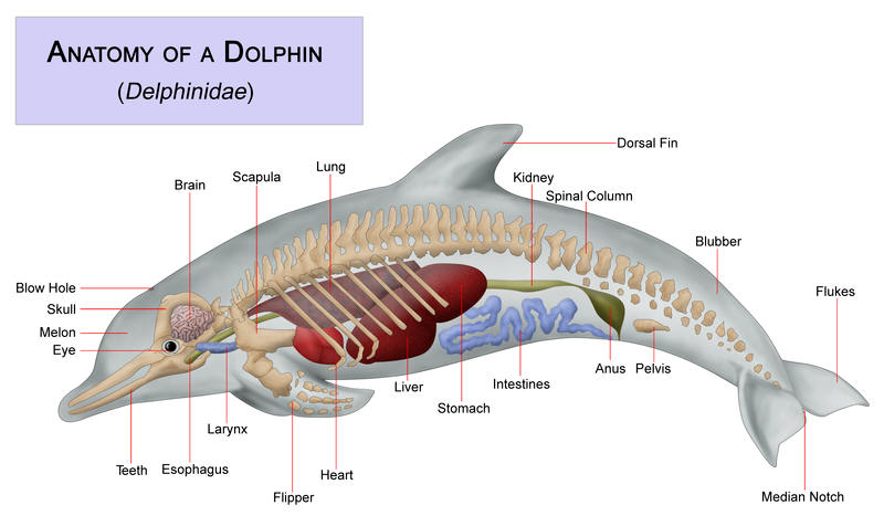 Inside a dolphin