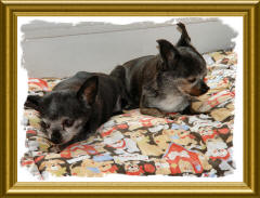 Mickey TheWonder Dog