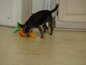 Mickey Playing