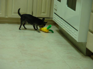 Mickey Playing