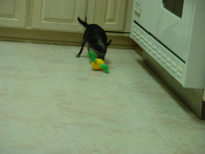 Mickey Playing