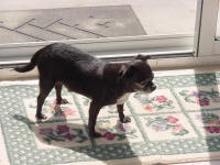 Mickey TheWonder Dog