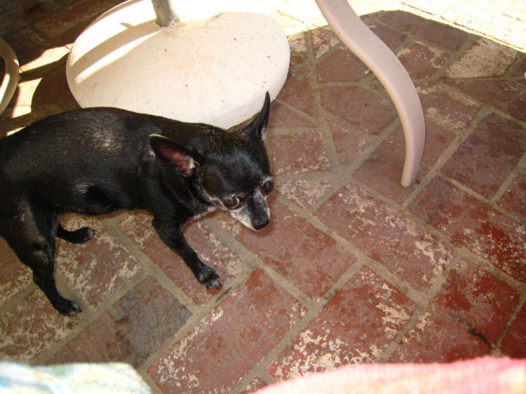 Watermelon, their favorite summertime food!
