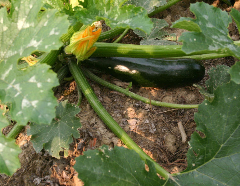 Roasted squash