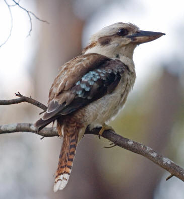 Kookaburra