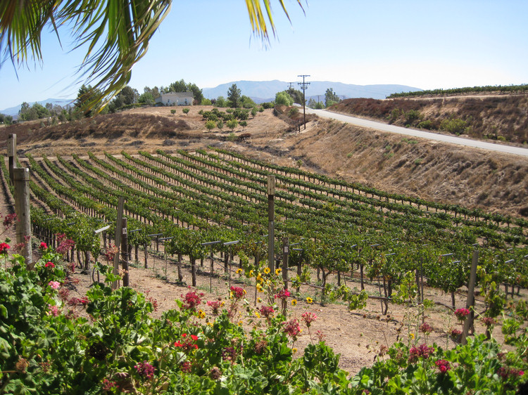 Temecula Wine Bus Tour 2009