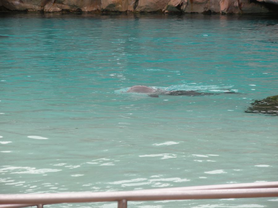 Jon and Sara  go to Sea World 2011 then dine with Pete and Lisa