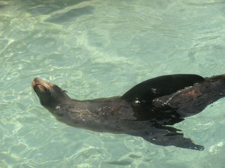 Jon and Sara  go to Sea World 2011 then dine with Pete and Lisa