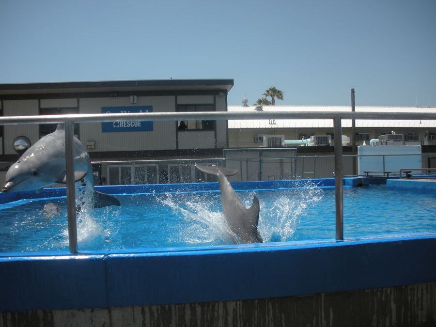 Jon and Sara  go to Sea World 2011 then dine with Pete and Lisa