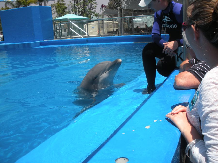 Jon and Sara  go to Sea World 2011 then dine with Pete and Lisa