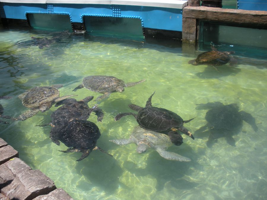 Jon and Sara  go to Sea World 2011 then dine with Pete and Lisa