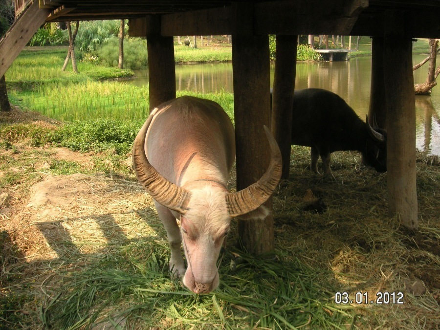 Time to visit the elephants and have a ride