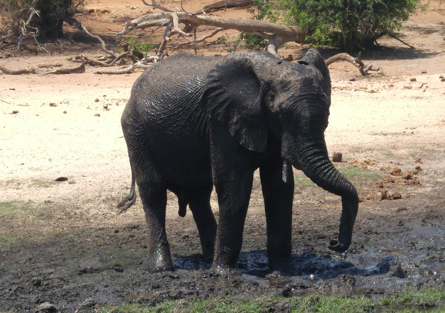 Janice visits Africa October 2016