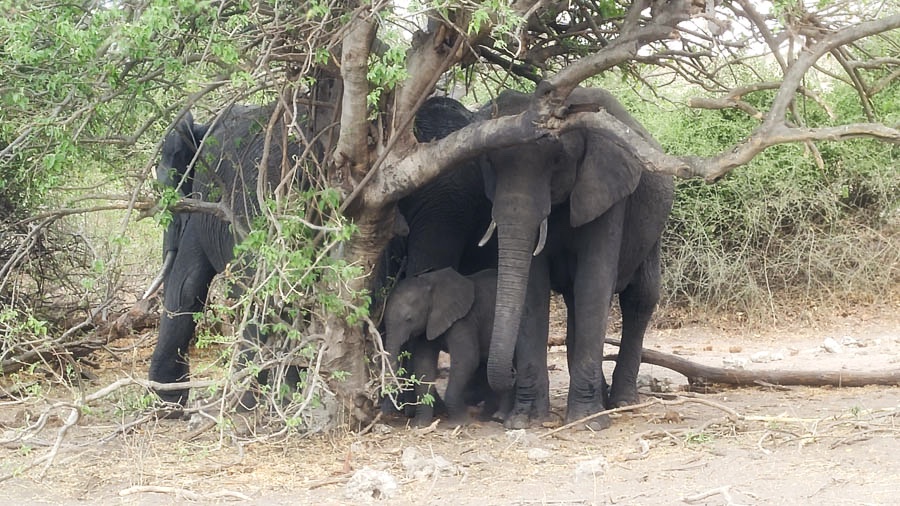 Janice visits Africa October 2016