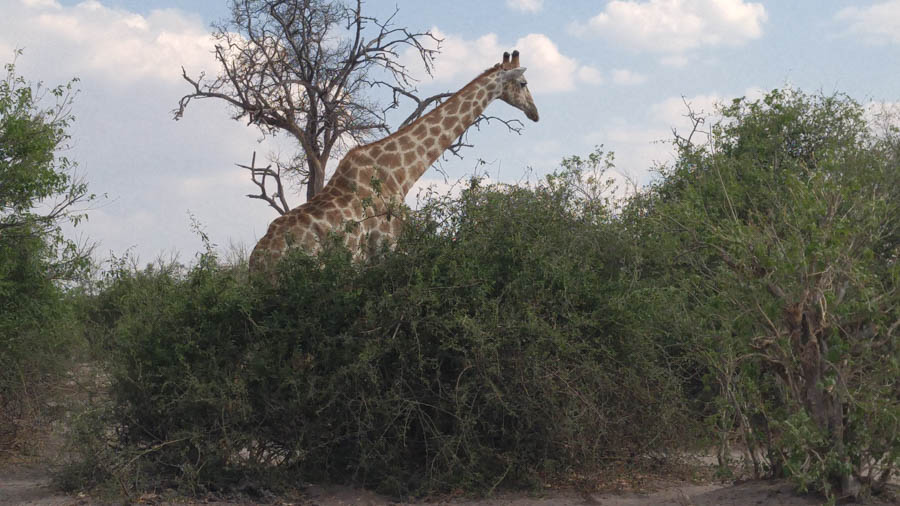 Janice visits Africa October 2016