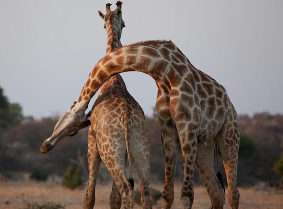 Janice visits Africa October 2016