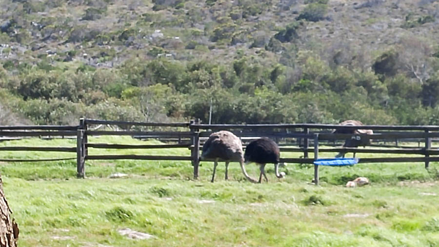 Visiting the Cape Of Good Hope 10/18/2016