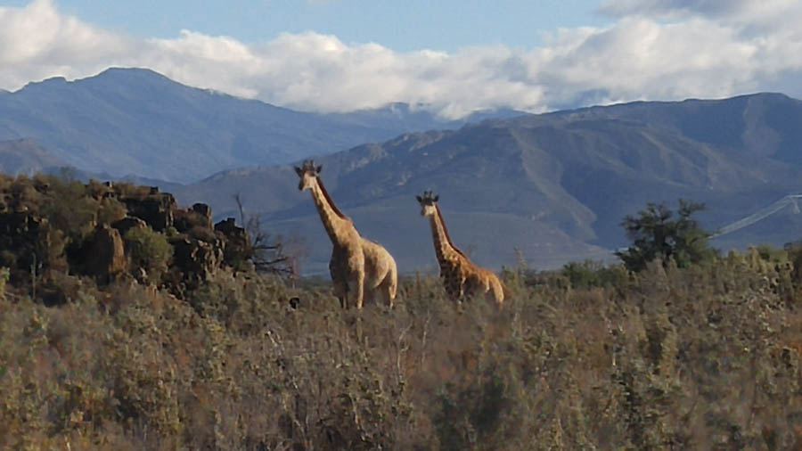 Inverdoorn Game Park Reserve