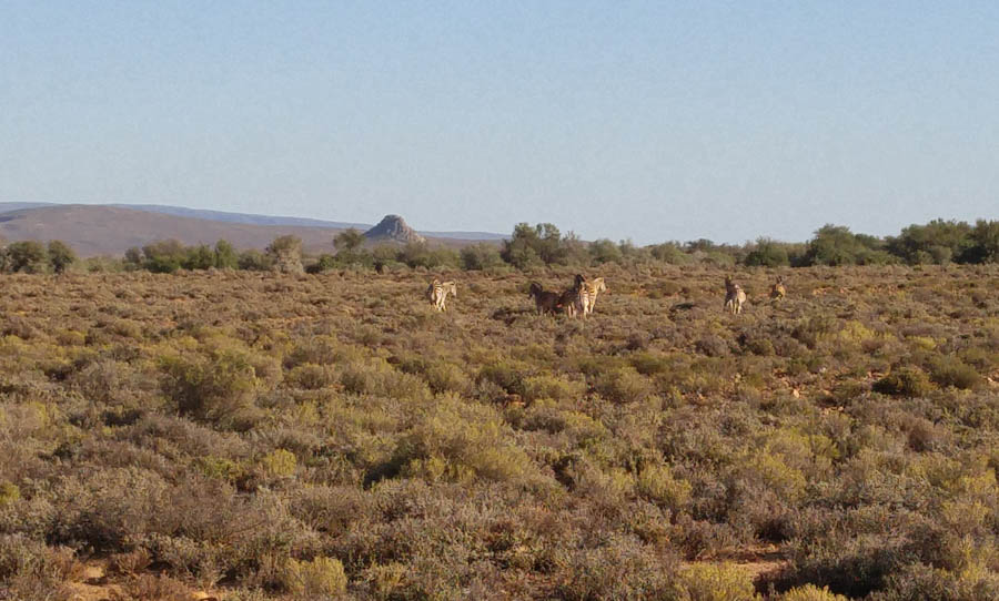 Day two at Inverdoorn Game Reserve South Africa