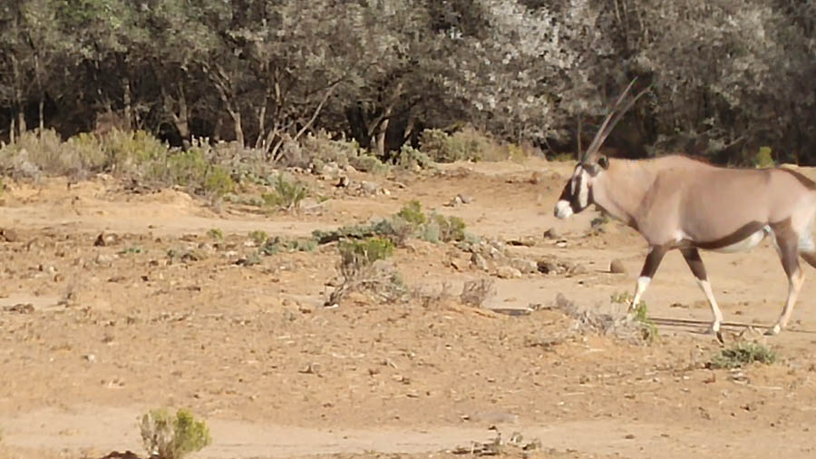 Day two at Inverdoorn Game Reserve South Africa