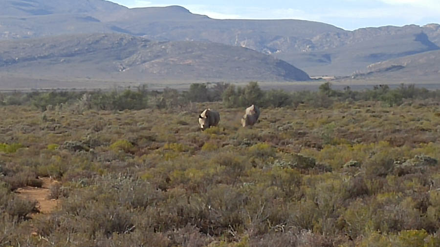 Day two at Inverdoorn Game Reserve South Africa