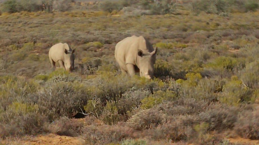 Day two at Inverdoorn Game Reserve South Africa