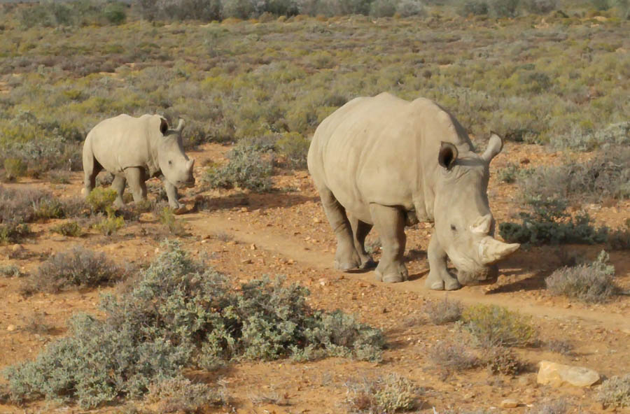 Day two at Inverdoorn Game Reserve South Africa