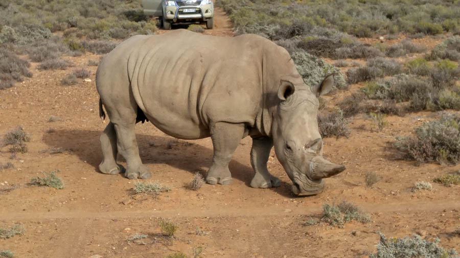 Day two at Inverdoorn Game Reserve South Africa