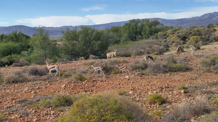 Day two at Inverdoorn Game Reserve South Africa