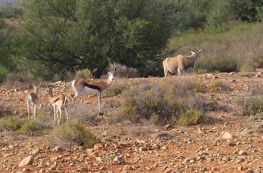 Day two at Inverdoorn Game Reserve South Africa