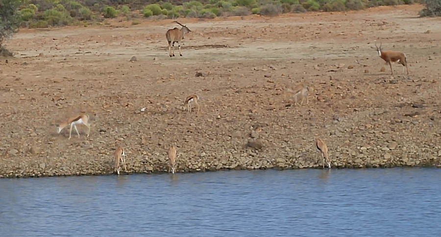 Day two at Inverdoorn Game Reserve South Africa