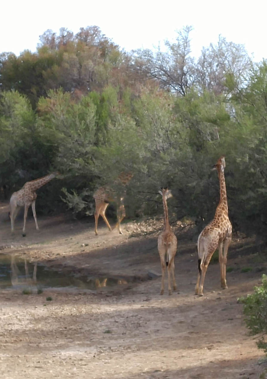 Day two at Inverdoorn Game Reserve South Africa