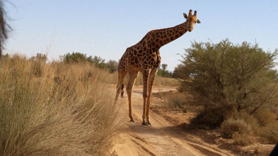 Day two at Inverdoorn Game Reserve South Africa