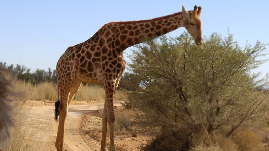 Day two at Inverdoorn Game Reserve South Africa