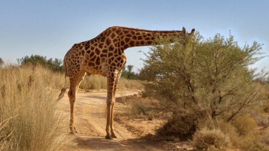 Day two at Inverdoorn Game Reserve South Africa