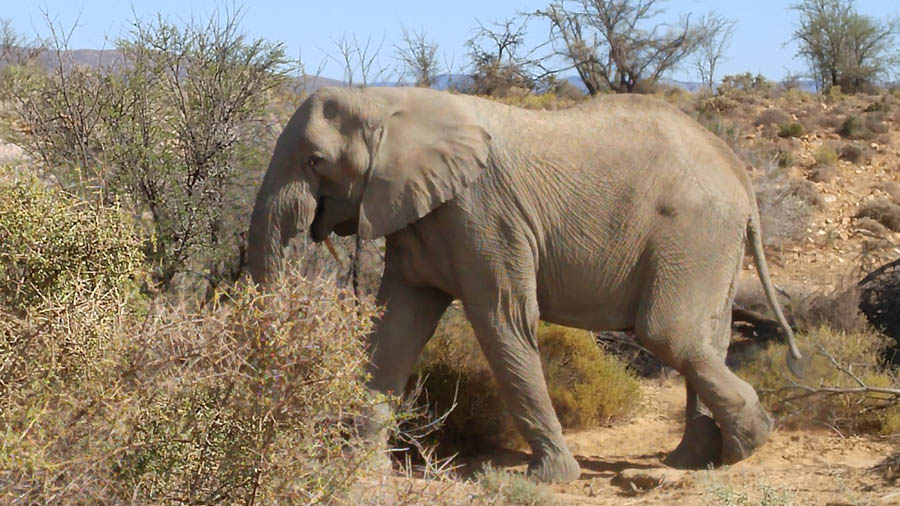 Day two at Inverdoorn Game Reserve South Africa