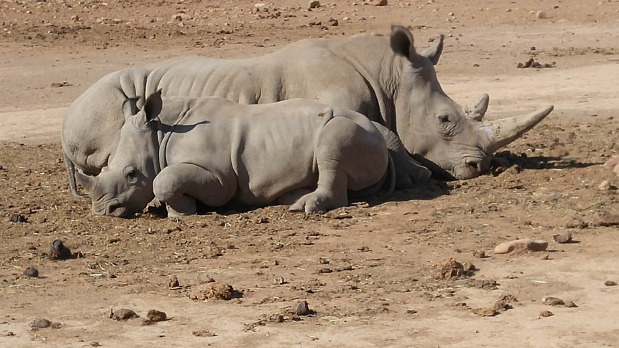 Day two at Inverdoorn Game Reserve South Africa