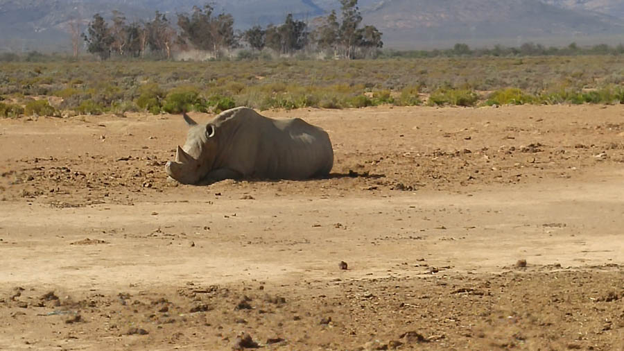 Day two at Inverdoorn Game Reserve South Africa