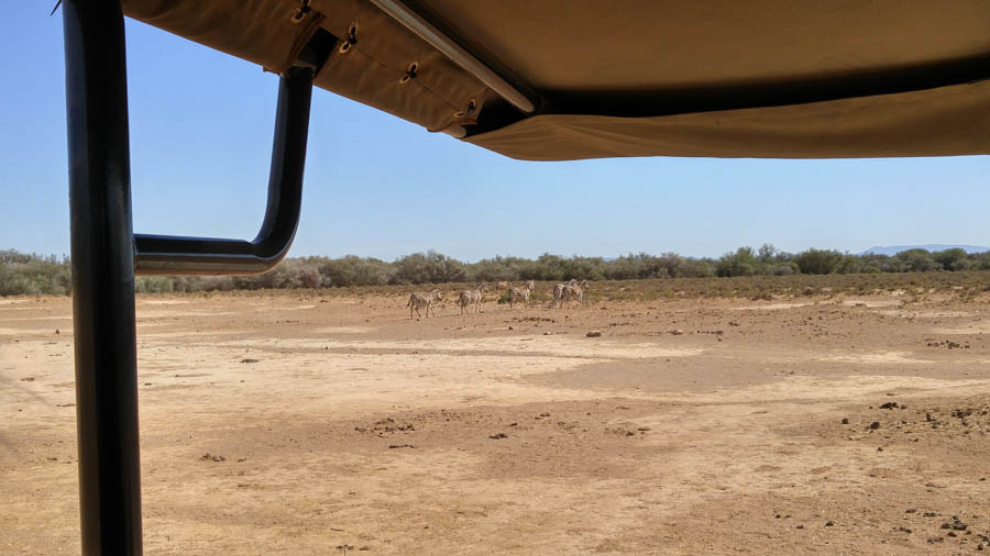 Day two at Inverdoorn Game Reserve South Africa