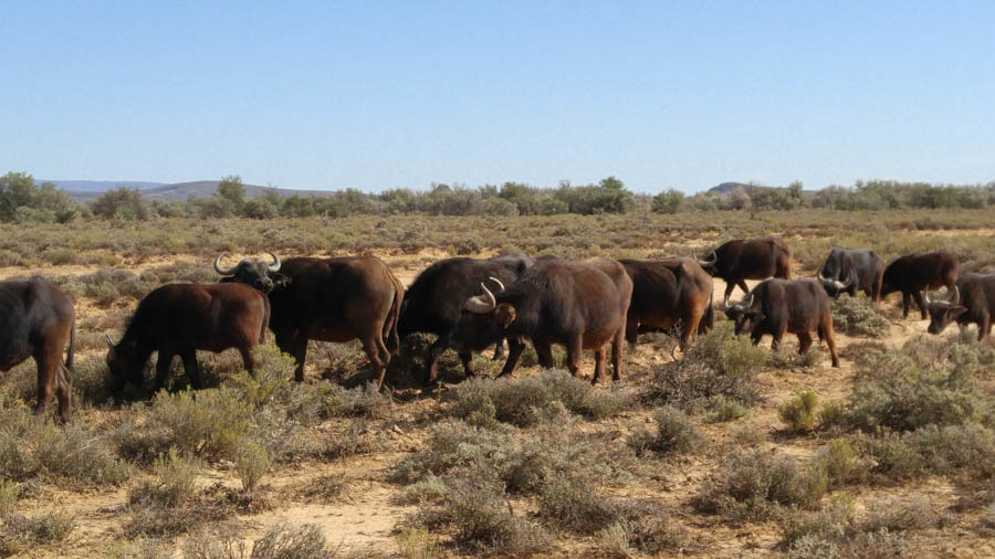 Day two at Inverdoorn Game Reserve South Africa