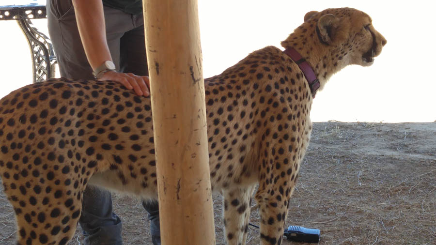 Day two at Inverdoorn Game Reserve South Africa